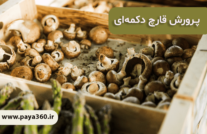 آموزش صفر تا صد پرورش قارچ دکمه‌ای