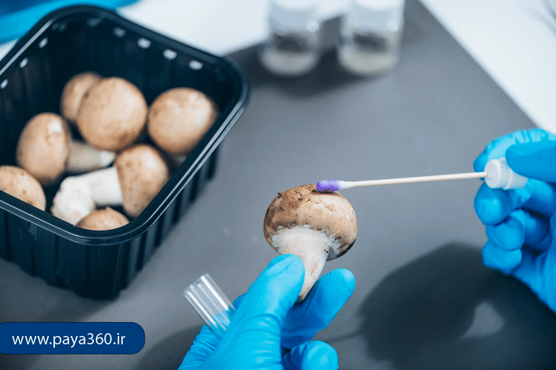 ضدعفونی سالن پرورش قارچ