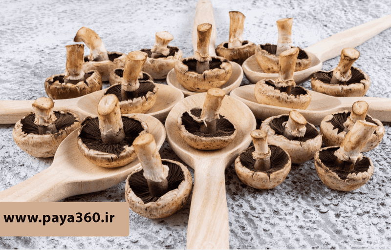 صفر تا صد پرورش قارچ دکمهای