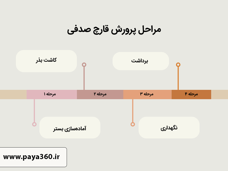 مراحل پرورش قارچ صدفی