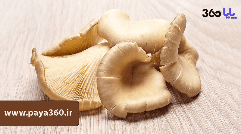 اتوماسیون در سالن&zwnj;های پرورش قارچ