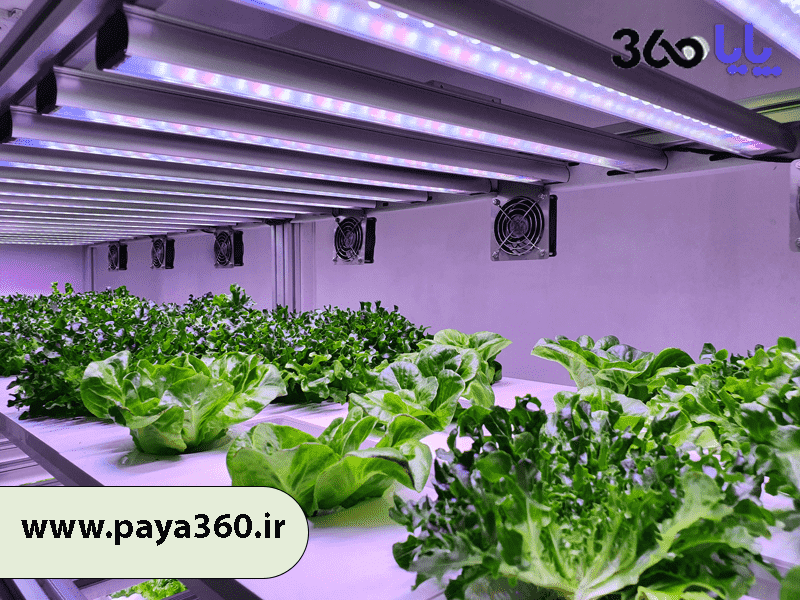 مزایای استفاده از گلخانه هیدروپونیک