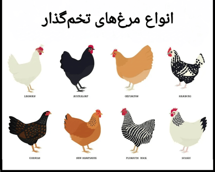 انواع مرغ&zwnj;های تخم&zwnj;گذار